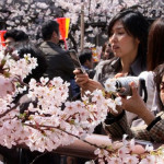 Lễ hội hoa anh đào ở Osaka – Nhật Bản