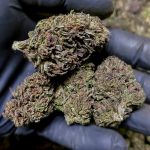 Purchase Grass On the web of Better Marijuana Names THC Issues